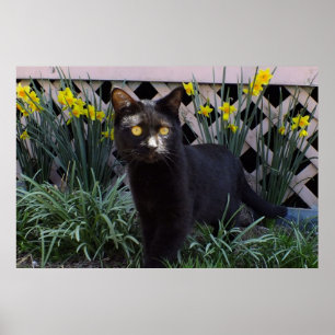 Svart Katt i Daffodils Poster