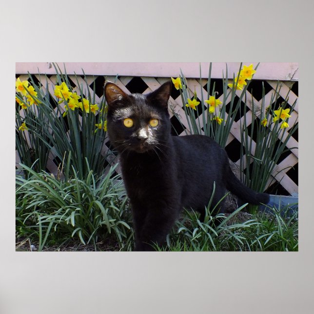 Svart Katt i Daffodils Poster (Framsidan)