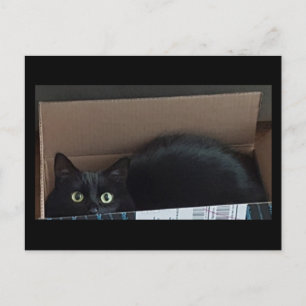 Svart katt i en låda vykort