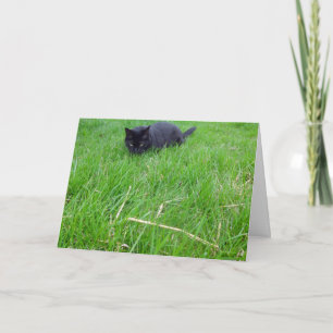 Svart katt i grädddagskort kort