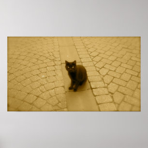 Svart katt i Sepia Poster