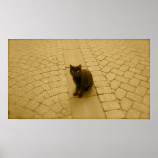 Svart katt i Sepia Poster