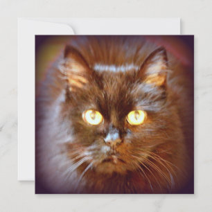 svart katt inbjudningar