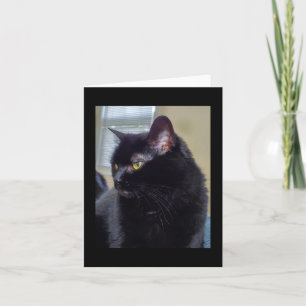 Svart katt kort