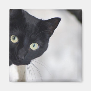 Svart katt magnet