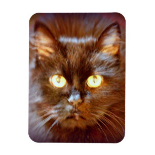 svart katt magnet
