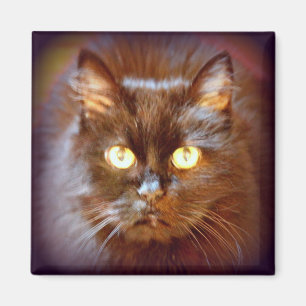 svart katt magnet