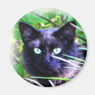Svart katt med slående grönt öga magnet