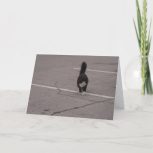 Svart katt med vitt foto och kort av tassar med Lo