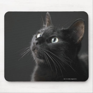 Svart katt mot svart bakgrund, närbild musmatta