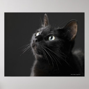 Svart katt mot svart bakgrund, närbild poster
