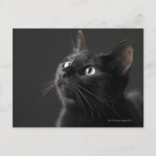 Svart katt mot svart bakgrund, närbild vykort