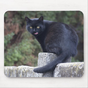 Svart katt musmatta