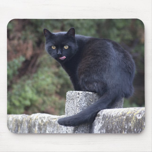 Svart katt musmatta (Framsidan)