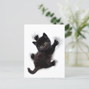 Svart katt på människans rygg vykort