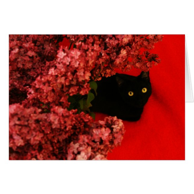 svart katt på rött hälsningskort (Framsidan Horizontal)