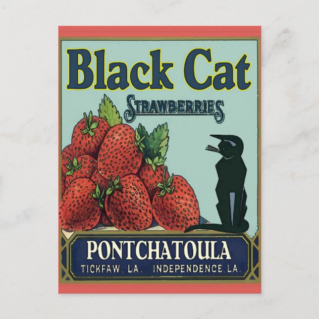 Svart katt, Pontchatoula Strawbär Vykort (Framsida)