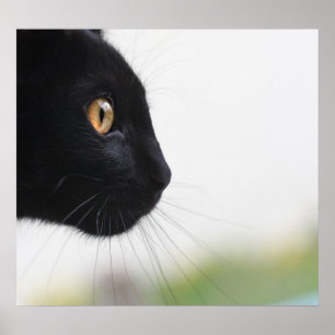Svart katt poster