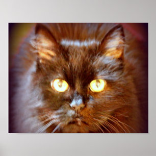 svart katt poster