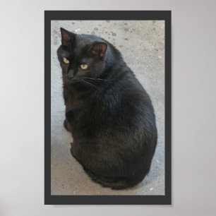 Svart katt poster