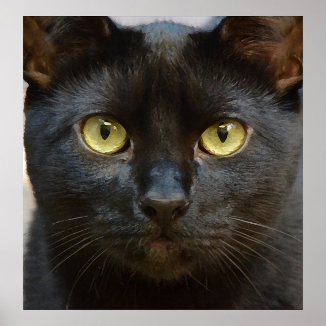 Svart katt poster (Framsidan)