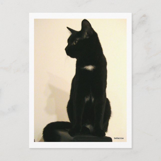 svart katt sitta vykort (Framsida)
