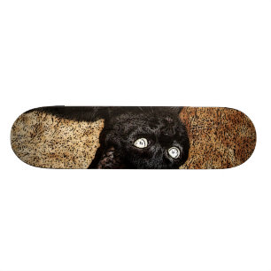 svart katt skateboard bräda 19,5 cm