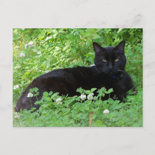 Svart katt som ligger i klöver Kattälskare  Vykort (Framsida)