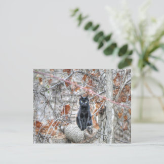 Svart katt som sitter utomhus vykort