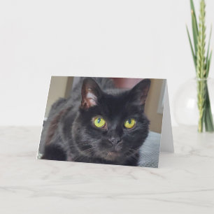 Svart katt tack kort