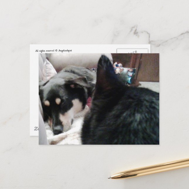 Svart katt tittar på sovande hund vykort (Fram/Back In Situ)