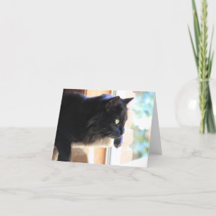 Svart katt tittar ut fönster, tomt inuti kort