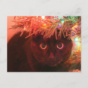 Svart katt under vykortet Julgran Helg Vykort