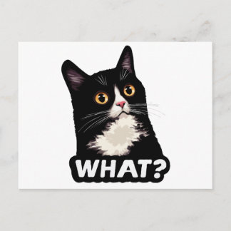 Svart Katt Vad? Vykort