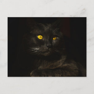 Svart katt - vykort