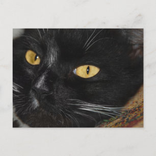 Svart katt vykort
