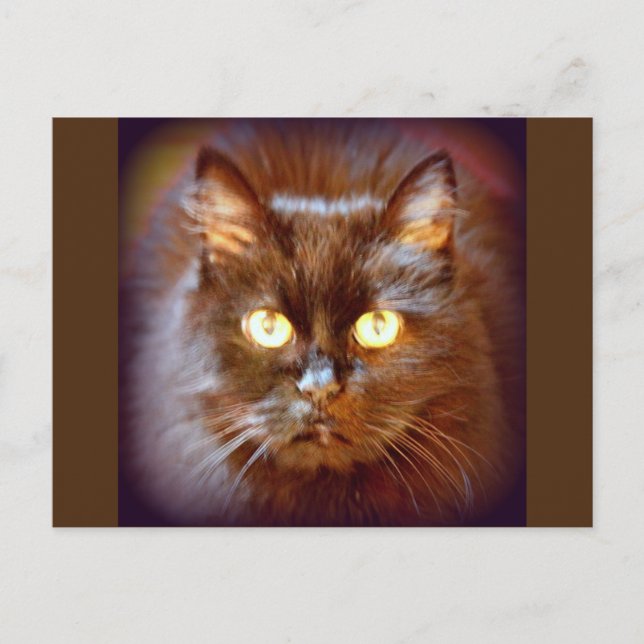 svart katt vykort (Framsida)
