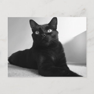 svart katt vykort