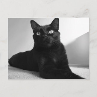 svart katt vykort