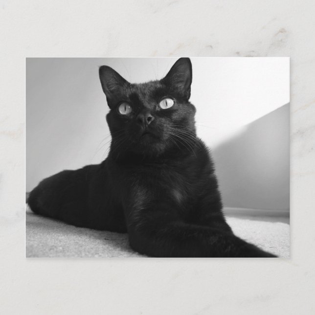 svart katt vykort (Framsida)