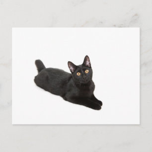 Svart katt vykort