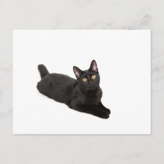 Svart katt vykort