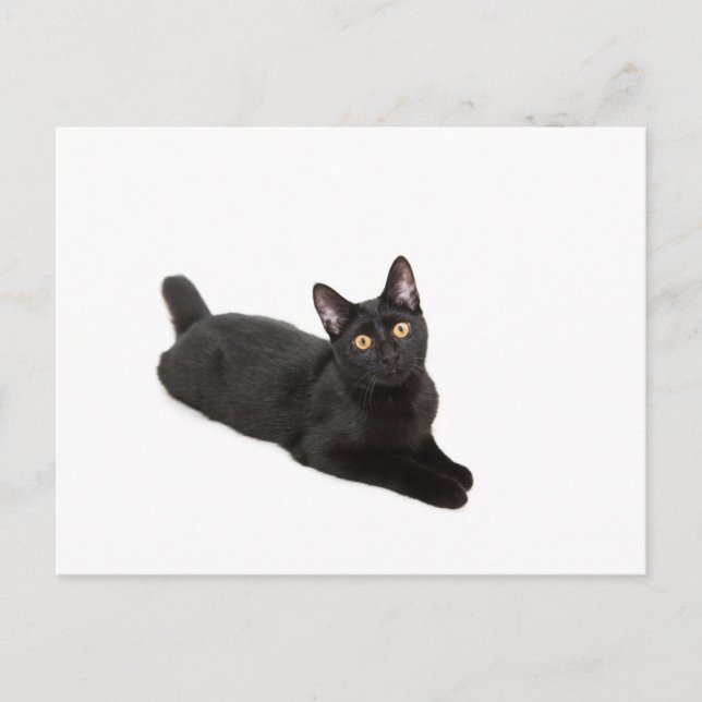 Svart katt vykort (Framsida)