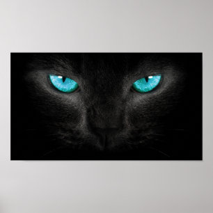 Svart kattansikte med turkosögon poster