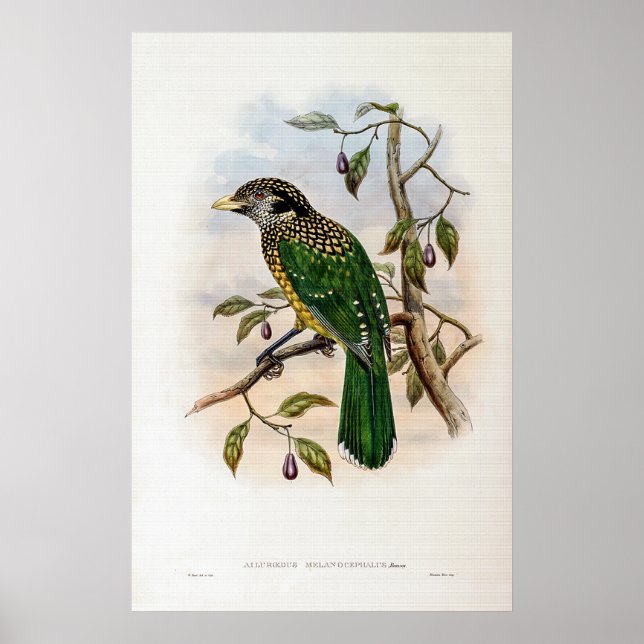 Svart kattfågel av John Gould Poster (Framsidan)