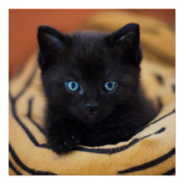 Svart kattflik, Poster Perfect Poster