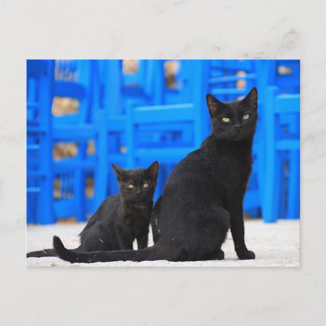 Svart katthaltig kattkorsning vykort (Framsida)