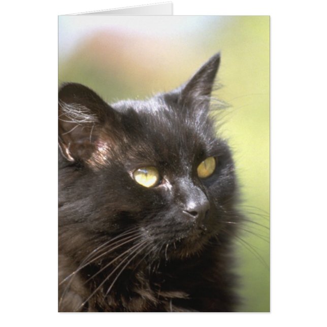 Svart katthuvudstudie OBS kort (Framsidan)