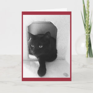 Svart kattjulkort helgkort