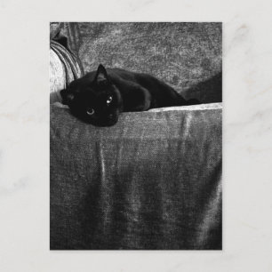 Svart kattkompositkort vykort